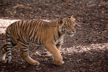 Tiger cubs have a coat of golden fur with dark stripes, the tiger is the largest wild cat in the world.