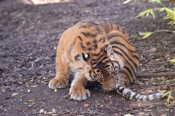 Tigers are powerful hunters with sharp teeth, strong jaws and agile bodies