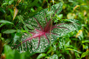 Dew drops on red Caladium leaves