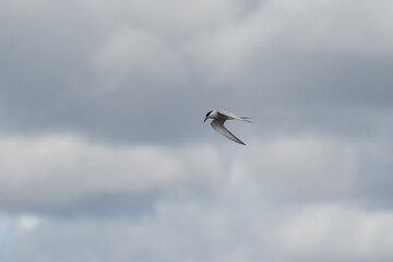 Caspian Tern soaring under a cloudy sky
