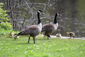 Canada Geese family walking on the grass