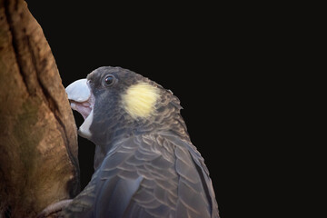 the yellow tailed cockatoo is a black bird with yellow edging on its feathers and a yellow cheek.