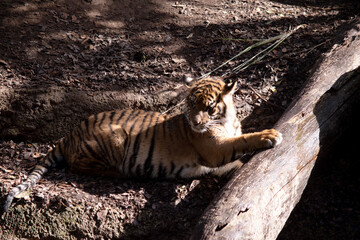 Young tigers have a coat of golden fur with dark stripes, the tiger is the largest wild cat in the...