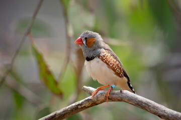 the male zebra finch has a grey body with a white under belly with a black and white tail. It has...