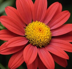 daisy flower, macro, plant, yellow, spring, garden, petals, white, flowers, closeup, flora, bloom, beauty, summer