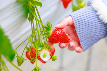 いちご狩り農園の赤いイチゴ