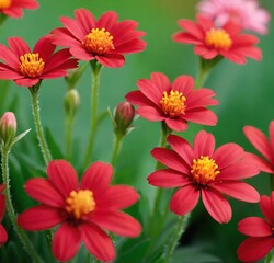 red and white flowers, garden, flowers, daisy, plant, bloom, flora, summer, blossom, spring, beauty, floral, yellow, petal