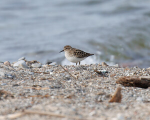 Semipalmated Sandpiper walking along beach.