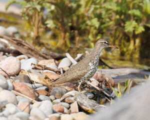 Spotted sandpiper walking on rocks and twigs.
