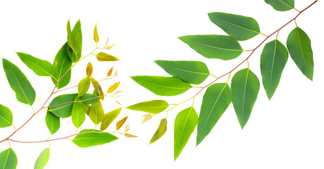 Eucalyptus leaves on white background.