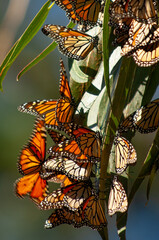Migrating Monarch Butterflies in Pacific Grove, California