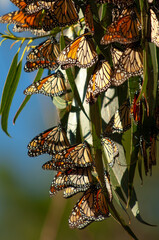 Migrating Monarch Butterflies in Pacific Grove, California