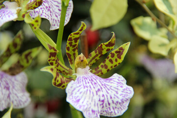 pink and white orchid