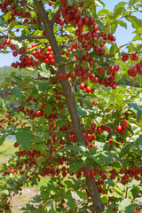 Ripe Autumn Olive Berries (Elaeagnus Umbellata) growing on a branch . oleaster