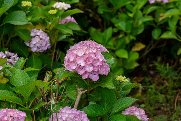 アジサイのクローズアップ