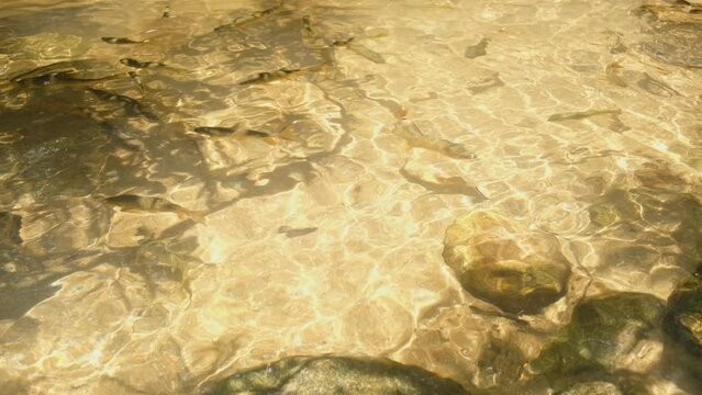 The light reflects off the water surface and Soro Brook Carp(Tor soro) swim under the water.