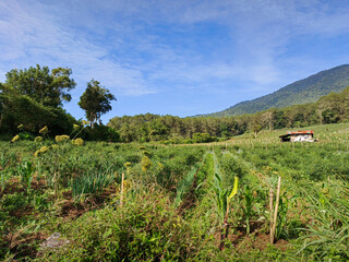 Naklejka premium view of agricultural fields in the cool morning