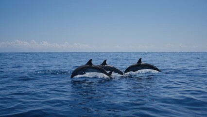 Fototapeta premium group of dolphins swimming in a body of water with a sky in the background