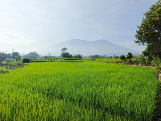 beautiful view of the cool atmosphere in the morning of the fertile rice fields under Mount Marapi