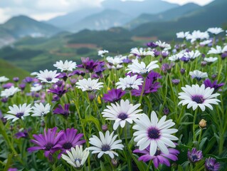 Purple and white flowers growing in a meadow in the mountains.