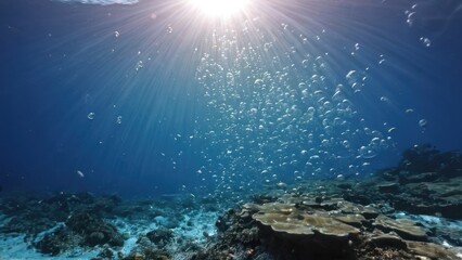 Fototapeta premium large amount of bubbles floating in the air over a coral reef with sun shining through the water