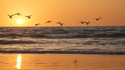 flock of seagulls flying over the ocean at sunset on a sandy beach