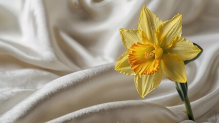 A single yellow daffodil on a white silk fabric, captured in exquisite detail. © Quintes