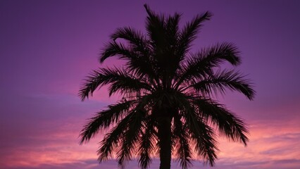 palm tree is silhouetted against a pink and purple sky with the sun setting in the background