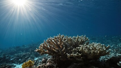 a photograph of an underwater view of a coral reef with sunlight shining through the water's surface
