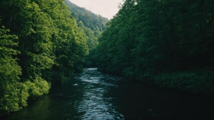 river surrounded by lush green trees in the middle of a forest filled with trees