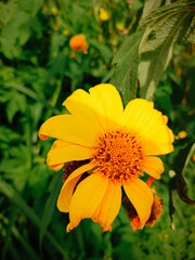Close up yellow flowers in the garden
