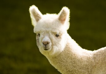 A portrait of an alpaca on a farm on San Juan Island in Washington state.