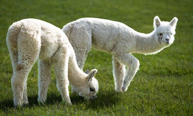 Obraz premium Two whitel alpacas on a farm on San Juan Island in Washington state