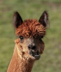 A portrait of an alpaca on a farm on San Juan Island in Washington state.