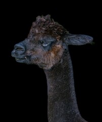 A portrait of a black and brown alpaca on a black background  on a farm on San Juan Island in...