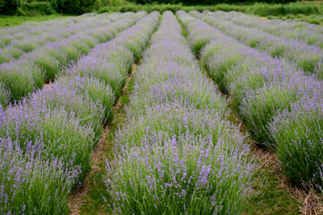 Lavender field