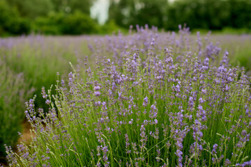 Lavender field