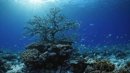 Fototapeta premium large group of fish swimming in the water near a coral reef with a tree in the background