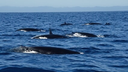 Fototapeta premium group of humpback whales swimming together in the ocean near the shore line