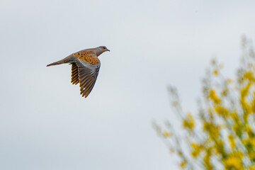 European Turtle Dove in Flight in Italy