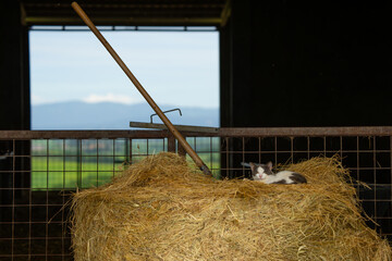 Unflappable Cat Rests on Hay in Tuscany Barn