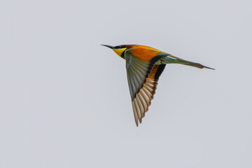 European Bee-Eater in Flight in Italy