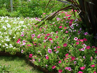 日比谷公園の花壇を含む風景