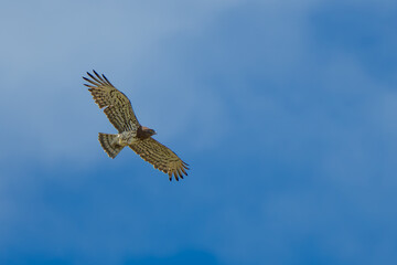 Short-Toed Snake Eagle and Hooded Crow in Aerial Combat
