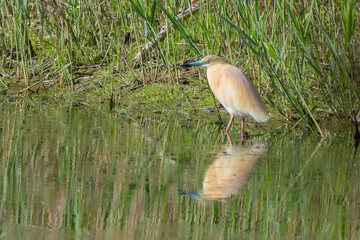 Squacco Heron Near Lake Trasimeno Italy