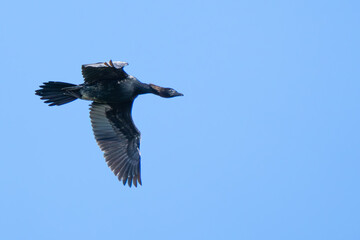 Pygmy Merganser in Flight Near Lake Trasimeno Italy