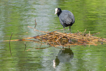 Eurasian Coot on Reed Nest Near Lake Trasimeno Italy