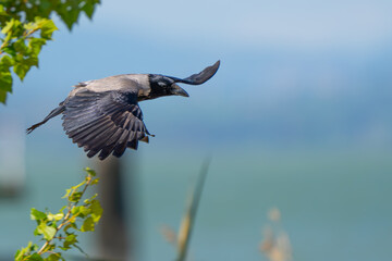 Hooded Crow in Flight in Italy