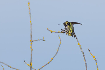 Anna's Hummingbird Preening and Stretching