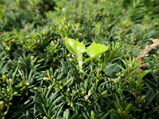 Naklejka premium Young plant growing out of older hedge bush plant